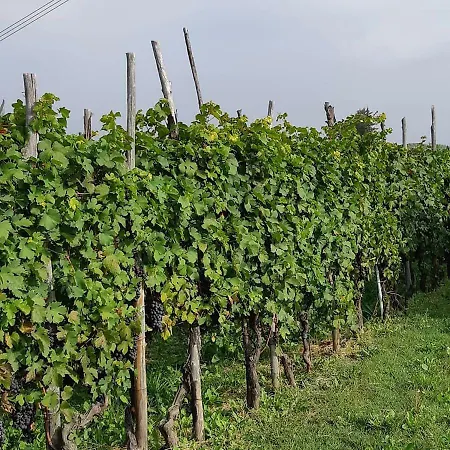 Alice Belvedere Langhe